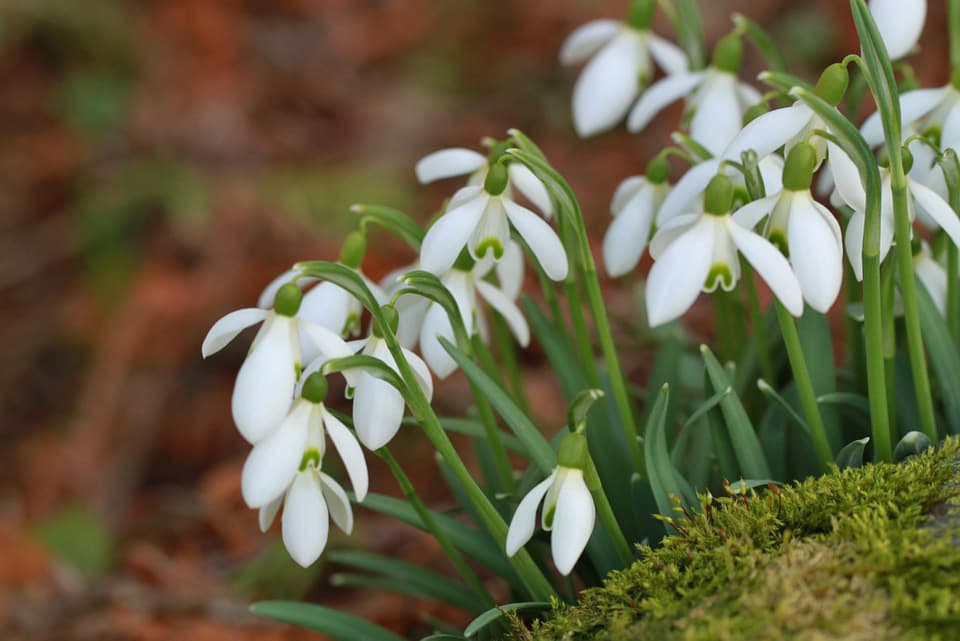 snowdrop-277440_960_720.jpg