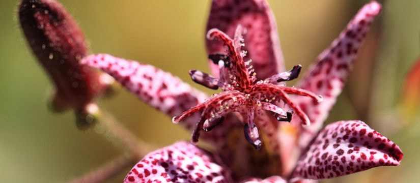 toad-lily_01.jpg