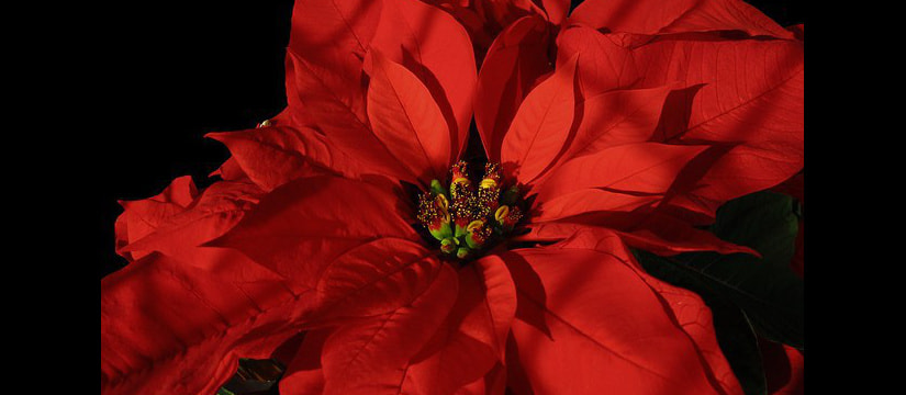 poinsettia_01.jpg