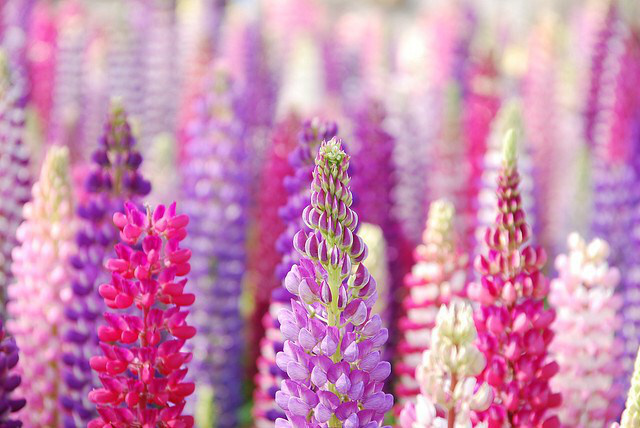 lupine_01.jpg
