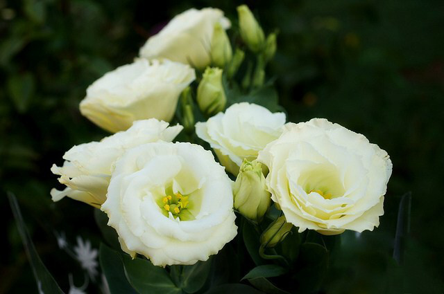 lisianthus_01.jpg