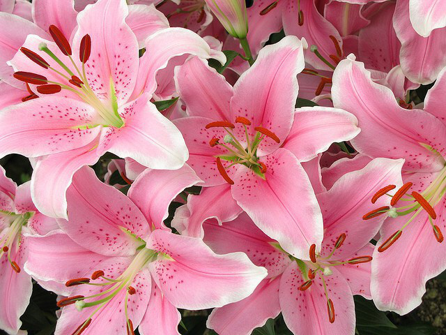 lily_01.jpg