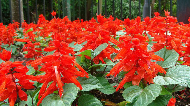 scarlet-sage_01.jpg