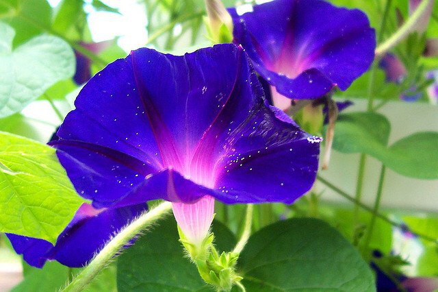 morning-glory_01.jpg