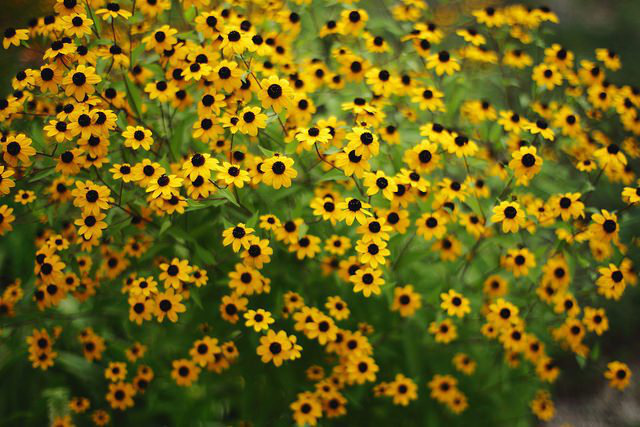 rudbeckia_01.jpg