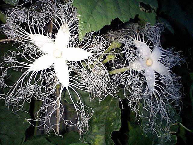 japanese-snake-gourd_01.jpg