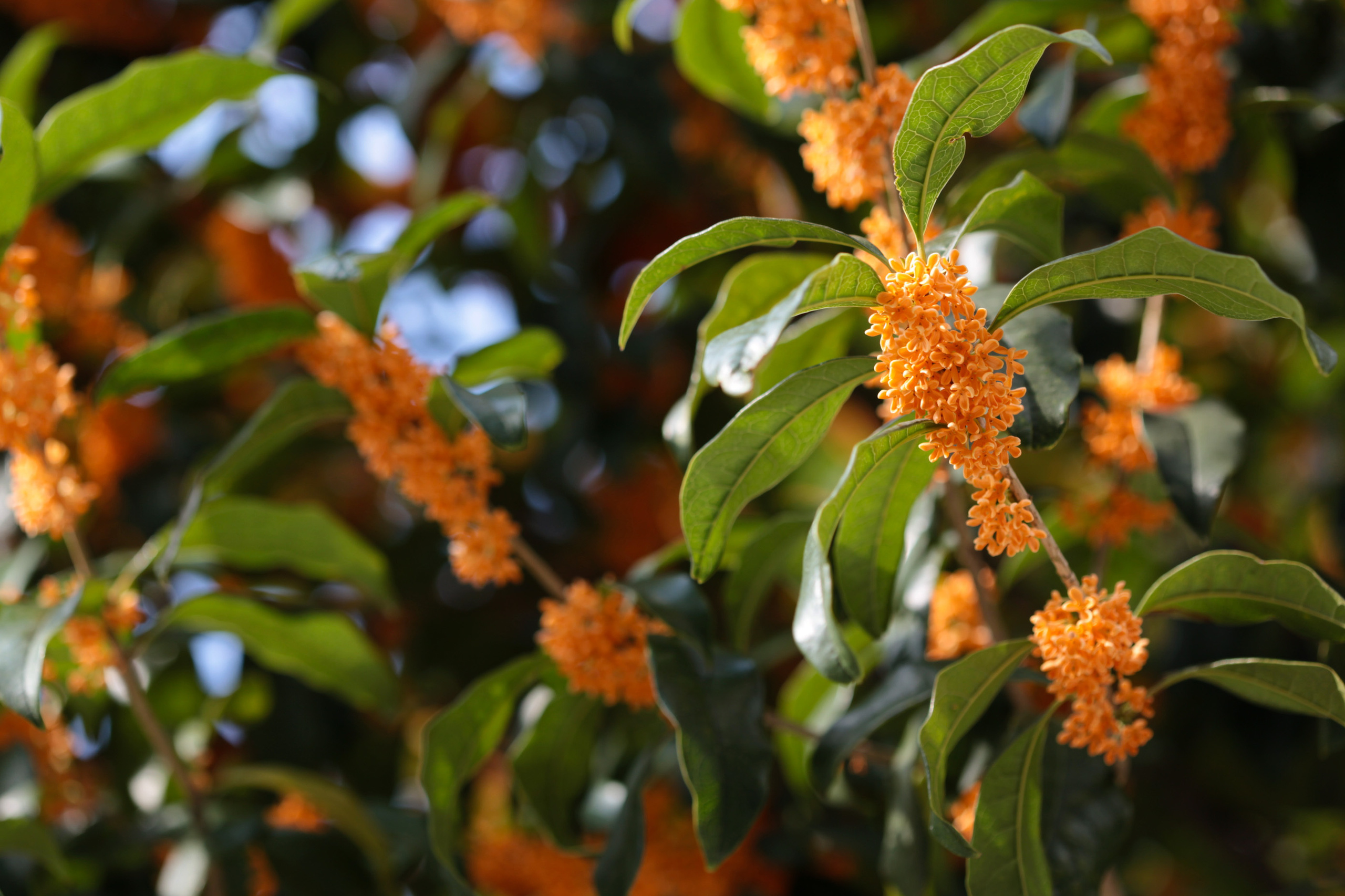 osmanthus_fragrans_(orange_flowers).jpg