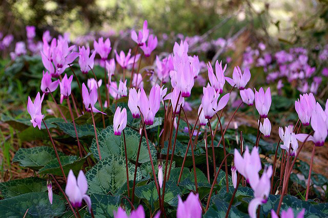 cyclamen_01.jpg