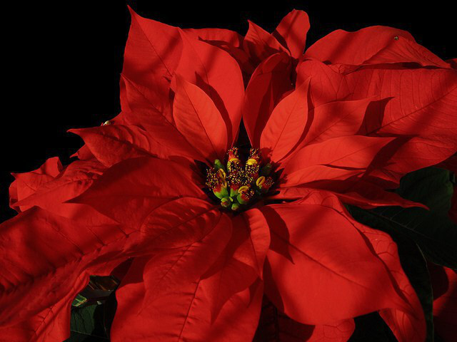 poinsettia_01.jpg