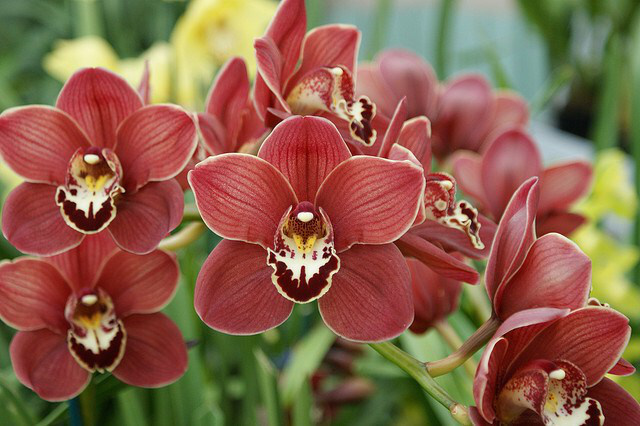 cymbidium_01.jpg