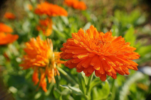 calendula_01.jpg